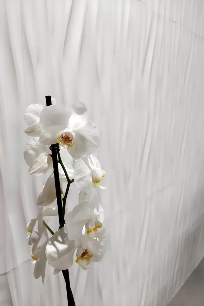 linha-palizzi-foto-02